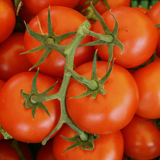 Tomatoes 1kg