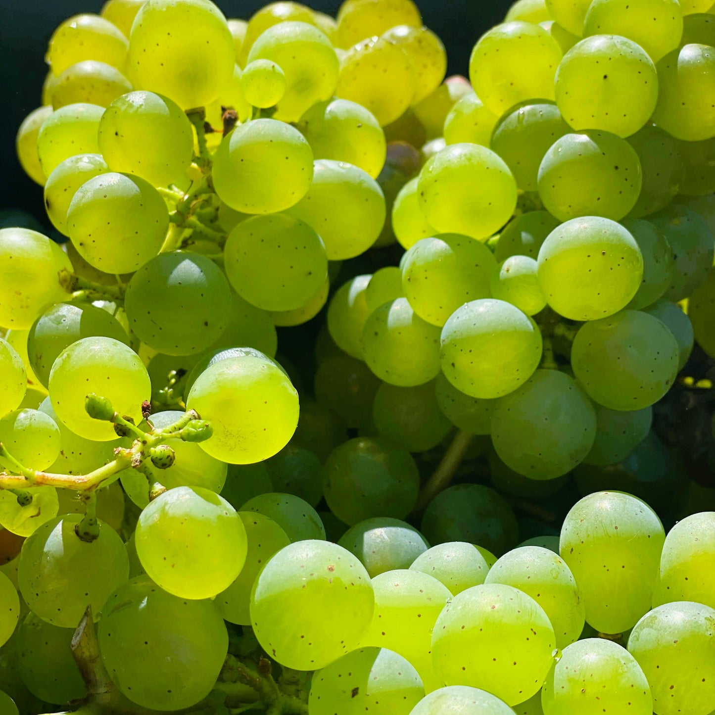 White Grapes 500g
